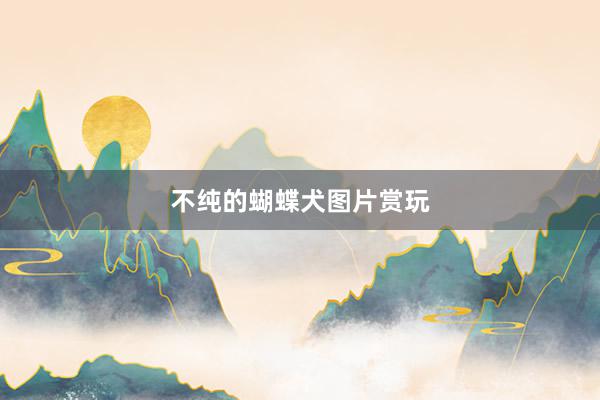 不纯的蝴蝶犬图片赏玩
